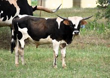 2023 Vanilla Bean Bull Calf