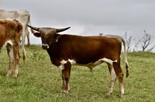 2023 Onyx Bull Calf