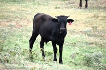 2024 Poppy Steer calf