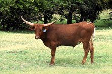 2022 Tempter’s Way Steer Calf