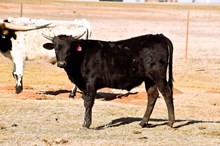 2024 Poppy Steer calf